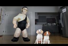 Dogs vs Giant Wrestler: Funny Dogs Maymo, Potpie & Indie vs Wrestling Prank – Dogs