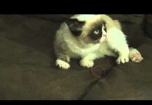 Another Grumpy Cat Video! – Cats
