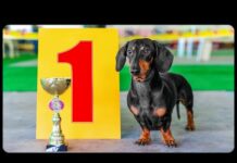 Always Best In Show! Cute & funny dachshund dog video! – Dogs