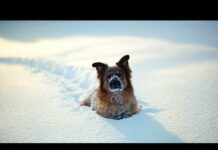 Funny Dogs Discovering Snow 2017 [NEW] – Dogs