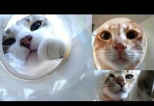 Funny Cats Puts Head Into Tube! – Cats