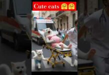 cat video #cute cat video #cats #kitten – Cats