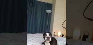 Funny dogs 🤣🤣 episode 56 #shorts – Dogs