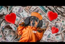 From Poor to Rich! Cute & funny dachshund dog video! – Dogs