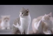 Kotex’s Cat video ad by Ogilvy & Mather Advertising Shanghai – Cats