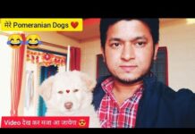 मेरा Cute Dog टप्पू 🤩 | Villagelife Vlog | Pomeranian Dog Video | Dog Bark @pankajsinghrautela6717 – Dogs