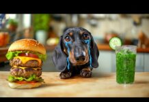 The Pain Truth About Detox! Cute & Funny Dachshund Dog Video! – Dogs