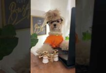 Pranking my colleagues part 2 #noodlesthepooch #officehumor #funny #dogs #corporatecanine #prank – Dogs