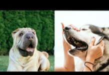 cute dog video, hr animals word, honest dog  videos – Dogs
