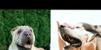 cute dog video, hr animals word, honest dog  videos – Dogs