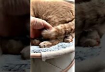 🥰🥰🥰.#funny cats, #cute animals, #funny cat video.funny cats,cute animals,funny cat video. – Cats