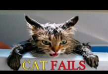 Cats Vs Water – Cats Falling In Water – Funny Cats 2016 – Funny Cat Bathing Compilation Part 1 – Cats