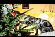 Happy XMas  !  Funny Cats and Cute Kittens Compilation – Cats