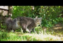 Relaxing Cat Video – Cats roaming in sunny garden HQ footage – Cats