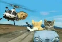 Happy Birthday, Funny Cats Style!  #2 – On the Move – Cats