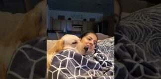 Labrador Dog Loves to Relax on His Mom’s Shoulder | Cute Dog Video #Shorts – Dogs