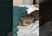 LOL, Try Not To Laugh Cats Videos Latest Funny Cats Shorts Clips 😺😂😂 -EPS637 – Cats