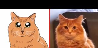 Funniest Cats😂 – Best Funny Cat Memes Videos 2023 😅 Funny cats | Cats Draw pt.1 – Cats