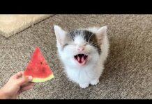 Funny Cats vs Watermelon 🤣 Funniest Cat Videos 🤣 – Cats