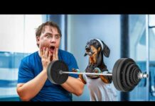 Always in Fit Shape! Cute & funny dachshund dog video! – Dogs