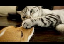 Funny cats and dogs playing together – Funny videos compilation 2015 – Cats