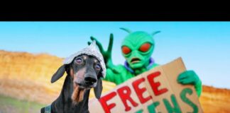 Earth is Closed Today! Cute & funny dachshund dog video! – Dogs