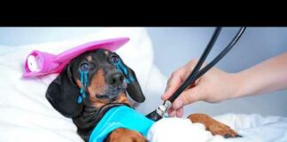 Don’t Trust Sad Dachshund Eyes! Cute & funny dog video! – Dogs