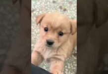 Terrified Cute Puppy | Best Puppy Video | Dog Voice #shorts #puppy #viralshorts – Dogs