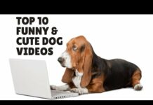 Top 10 Funny and Cute Dog Videos – Dogs