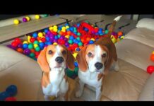 Funny Dogs SURPRISED with Indoor BALL PIT! Beagles Louie & Marie – Dogs