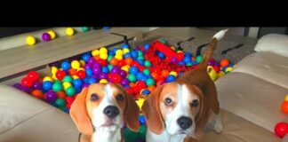 Funny Dogs SURPRISED with Indoor BALL PIT! Beagles Louie & Marie – Dogs
