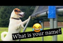 What Is Your Name? Tony Ezekiel Original/ Funny Dogs Video – Dogs