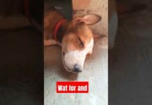 dog video 👿❤️❤️👿😍#shortvideo #cutdogs #danger #dangerdog #music – Dogs