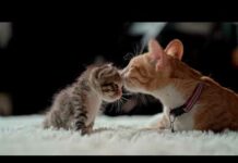 Baby cat and kitten – copyright free video | cat video copyright free – Cats