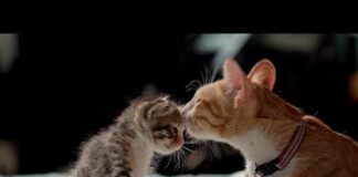 Baby cat and kitten – copyright free video | cat video copyright free – Cats