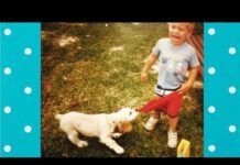 Dog Bites Baby – Dogs ATTACK Babies when They play Together ★ Funny Dogs – Dogs