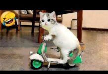 funny cats 2023 vines#funny #cats #funnyvideo #trending – Cats