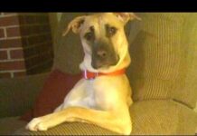 Funny Dogs Acting Like Humans Compilation 2015 – Dogs