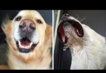 The only dog video you need to watch.. – Dogs