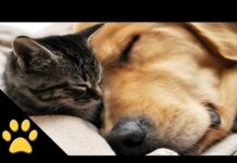 Cutest Cat And Dog Video Ever – Dogs