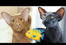 Oriental Shorthair Cats are eating the fish 🐟🐈 Funny cats – Cats