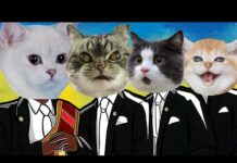 Funny Cats Compilation – Coffin Dance Song (COVER) – Cats USA – Cats