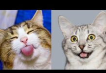 Funny cat video – Cats