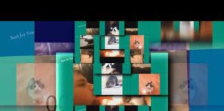 (YTPMV) (YTPMV) funny cats Vine Compilation September 2015 Shuric Scan Scan – Cats