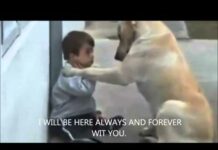 YOU ARE SO BEAUTIFUL ( LOVELY CHILD AND DOG VIDEO ) – Dogs