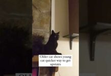 ☠️Bro was Tripping Heavy 🤣 #viral #funny #cats #video – Cats