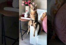 Funny Cats that make you laugh😆😂#46 #cat – Cats