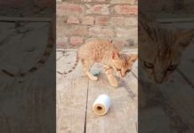 funny cat video#39 – Cats