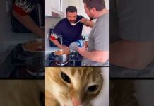 🗿 #cat #мем #memes #viral #explore #funny #cats – Cats