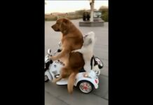 Funny Dogs 🐕  on Motorbike #shorts – Dogs